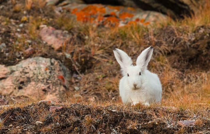 Thỏ Bắc Cực (Lepus arcticus) dài 55 - 70 cm, thích nghi với điều kiện sống ở khu vực miền núi và địa cực phía Bắc. Ngoài bộ lông trắng, loài thỏ này còn sinh tồn được trong mùa đông băng giá bằng cách đào các hố tuyết để trú ẩn.