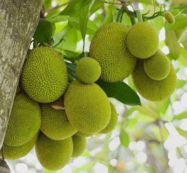 Cây mít là loại cây quen thuộc trong đời sống người Việt. Không chỉ mang đến những trái thơm ngon, cây mít còn tượng trưng cho sự no đủ, gắn kết và bền vững trong phong thủy. Tuy nhiên, không phải ai cũng biết rằng vị trí trồng cây mít trong khuôn viên nhà lại ảnh hưởng lớn đến vận khí của gia chủ.