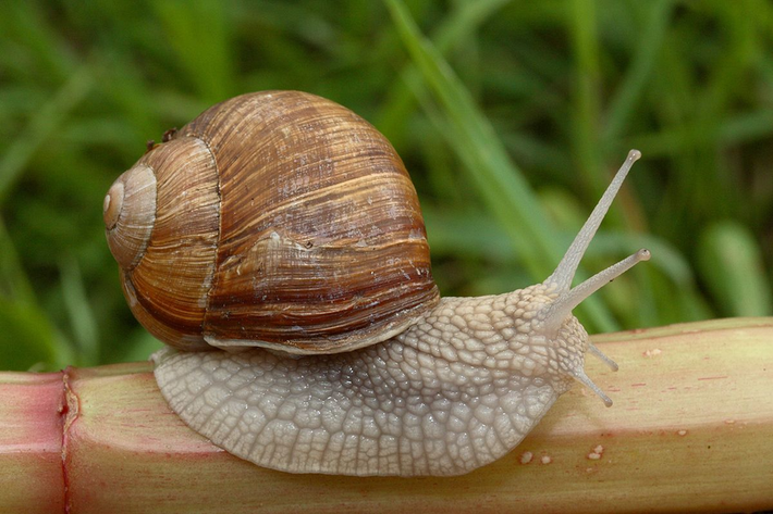 Ốc sên Burgundy (Helix pomatia) dài 3 - 5cm, phân bố rộng trên các loại đất giàu canxi ở Trung Âu. Là loài ốc sên lớn nhất khu vực, chúng được nuôi để làm thực phẩm. Đây là nguyên liệu cho món escargot nổi tiếng của Pháp.