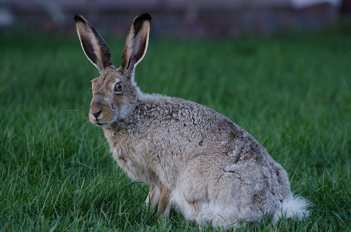 Thỏ tai dài đuôi trắng (Lepus townsendii) dài 56 - 66 cm, phân bố rộng khắp phía Tây Bắc Mỹ. Lông của quần thể phía Bắc chuyển trắng vào mùa đông, trong khi quần thể phía Nam chỉ có mảng trắng ở hai bên hông.
