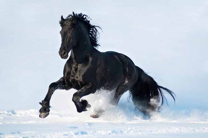 Giống ngựa Friesian với bộ lông đen bóng đặc trưng khiến người ta liên tưởng tới những tráng sĩ quả cảm.