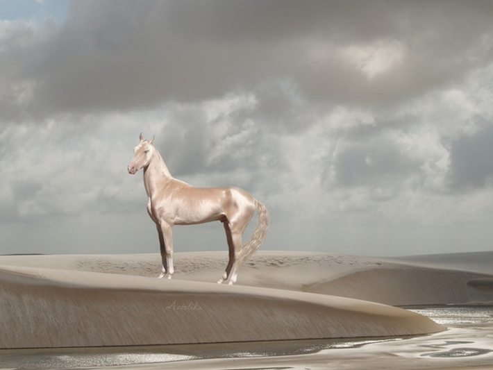 Akhal-Teke thuộc giống ngựa thuần chủng nhất thế giới. Nó sở hữu tốc độ cực nhanh và có sự dẻo dai đáng nể.