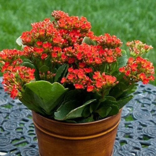 Không nên đặt cây sống đời trong phòng ngủ vì năng lượng sống động của cây có thể ảnh hưởng đến giấc ngủ. Ngoài ra, cũng cần tránh đặt cây ở nơi quá tối hoặc gần khu vực thường xuyên có tiếng ồn lớn. * Thông tin trong bài mang tính tham khảo.
