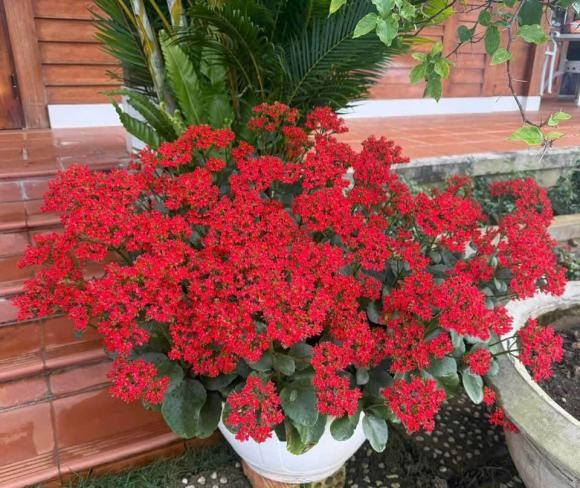 Cửa sổ hoặc ban công: Cây sống đời ưa ánh sáng tự nhiên vì vậy đặt cây gần cửa sổ hoặc trên ban công sẽ giúp cây sinh trưởng tốt, đồng thời thu hút năng lượng tích cực từ bên ngoài vào nhà.