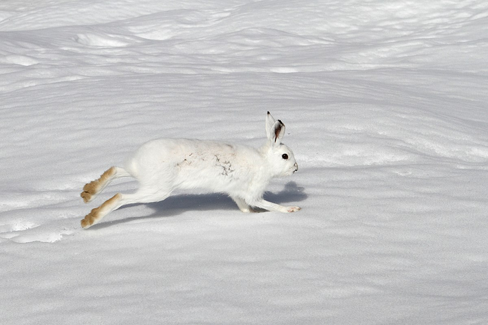 Thỏ núi (Lepus timidus) dài 46 - 65 cm, cư trú ở các vùng cận cực và miền núi châu Âu và châu Á. Loài có này có cái đuôi màu trắng quanh năm, còn thân mình chỉ chuyển sang màu trắng vào mùa đông.