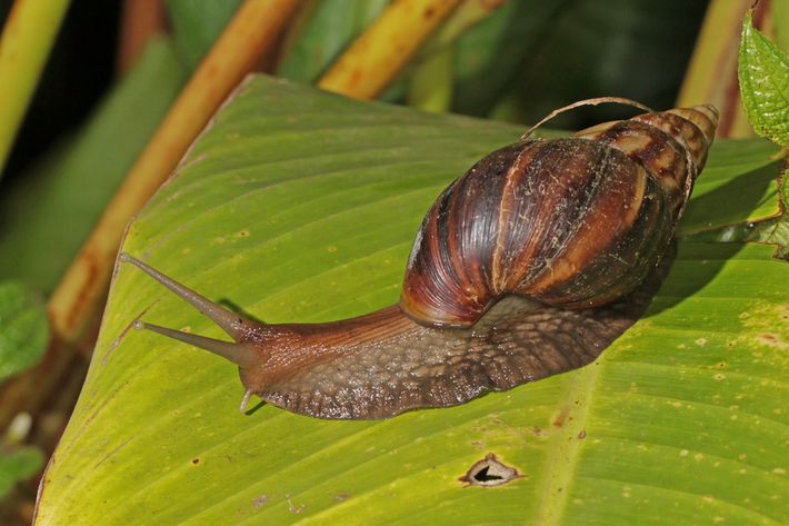 Ốc sên hoa (Achatina fulica) dài 15 - 22cm, phân bố ở Đông Phi. Được du nhập vào các vùng khí hậu ấm, loài ốc sên lớn thế giới này đã trở thành một sinh vật xâm lấn có hại ở nhiều nơi.