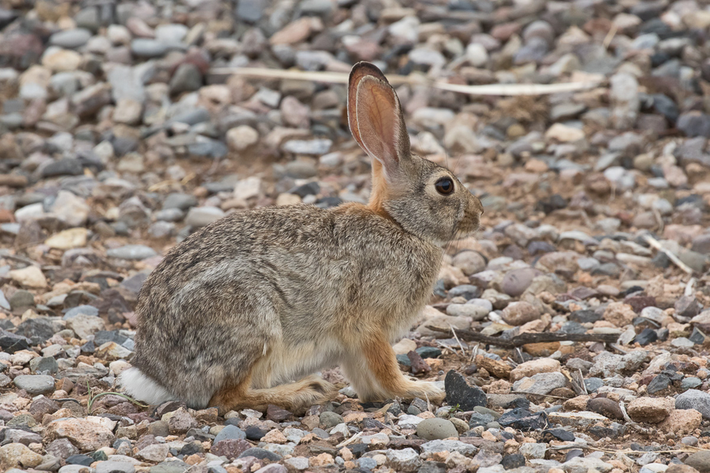 Thỏ đuôi bông (Sylvilagus sp.) là một chi gồm 17 loài thỏ phân bố khắp châu Mỹ, dài 22 - 55 cm. Phần lớn các loài trong chi này có đuôi ngắn phủ lông trắng và làm ổ trên mặt đất, không phải ở trong hang như nhiều loài thỏ khác.