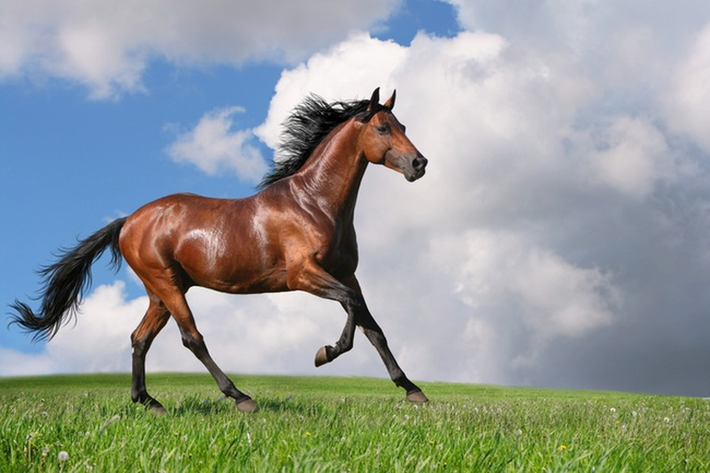 Ngựa Trakehner có nguồn gốc từ nước Đức, chúng là giống ngựa thể thao chất lượng cao, từng giành nhiều giải thưởng trong các cuộc thi cưỡi ngựa biễu diễn quốc tế.