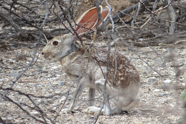 Thỏ linh dương (Lepus alleni) dài 45 - 60 cm, sống ở các đồng cỏ sa mạc Mexico. Đôi tai rất dài có vai trò như bộ tản nhiệt và bộ lông cách nhiệt giúp loài thỏ này giữ mát cơ thể trong điều kiện thời tiết nóng.
