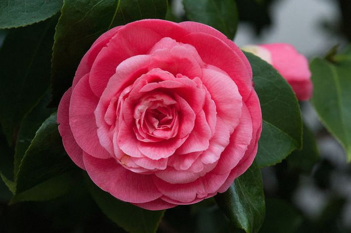Middlemist's Red (hay Spring Rose) là loài hoa hiếm nổi tiếng thế giới. Đây là loại hoa thuộc họ trà my và khi nở giống bông hoa hồng, có màu hồng đậm nổi bật.