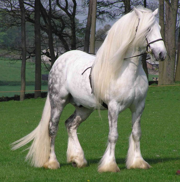 Ngựa Percheron là giống ngựa kéo xe có nguồn gốc từ miền tây nước Pháp, nổi tiếng với trí thông minh và khả năng sẵn sàng làm việc.