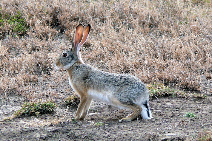 Thỏ tai dài đuôi đen (Lepus californicus) dài 47 - 63 cm, phân bố ở các thảo nguyên và đất trồng trọt phía Tây lục địa Bắc Mỹ. Loài thỏ này có chóp tai và đuôi màu đen. Quần thể của chúng ở từng vùng có thể có biến động lớn về số lượng, liên quan đến thời tiết và nguồn thức ăn.