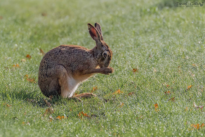 Thỏ rừng châu Âu (Lepus europaeus) dài 50 - 70 cm, là loài thỏ bản địa ở miền Bắc, Trung, Tây Âu và Tây Á.