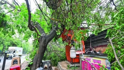 Cành cây gãy làm đứt dây điện, hai thiếu niên tử vong