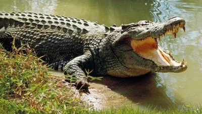Đi lấy nước, bé gái tử vong vì bị cá sấu kéo xuống sông