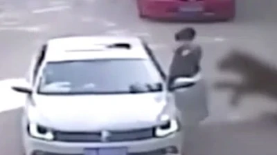 Khoảnh khắc kinh hãi người phụ nữ bị hổ tấn công trong vườn thú