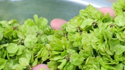 5 loại rau củ mùa mưa bão được người xưa ví là “thần dược” cho xương khớp