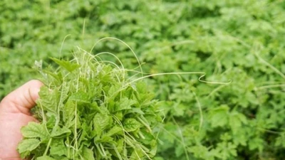 Trồng cây dại trong nhà mà kiếm bộn, mỗi năm thu gần nửa tỷ đồng