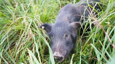 Nuôi "lợn nhân sâm" kiếm trăm tỷ mỗi năm