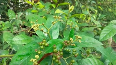 BS Nguyễn Văn Thái