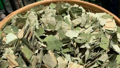 Loại lá to tròn, phơi khô hóa "thuốc quý đa năng", nước ta có quanh năm