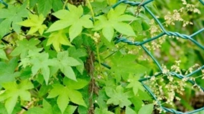 Cây dại mọc bờ bụi lên ngôi: Người Việt hái là ra tiền, chẳng cần trồng hay chăm bón