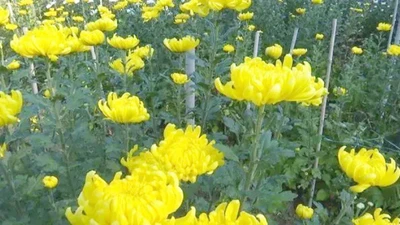 “Hoa cúng” ở Việt Nam, sang nước ngoài thành “mỏ vàng” 