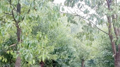 Trồng giống cây vô dụng, thực chất lại có “mỏ vàng ẩn”