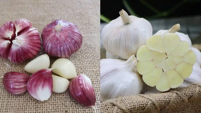 Tỏi trắng - tỏi tím loại nào tốt cho sức khỏe hơn?
