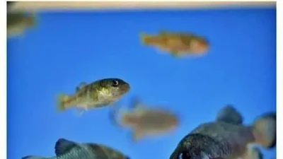 Loài cá quý hiếm bậc nhất, cả thế giới chỉ còn 38 con