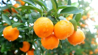 Những lợi ích tuyệt vời của quả quất chưng ngày Tết