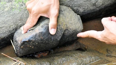 "Lộc trời" xuất hiện khi trời mưa, xưa không ai ngó ngàng nay thành đặc sản người thành phố ưa chuộng, 300.000 đồng/kg