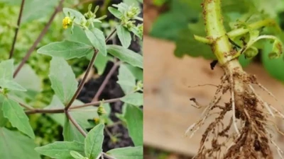 Cỏ dại bốc mùi như phân lợn, rao giá 200.000đ/kg vẫn ùn ùn người mua