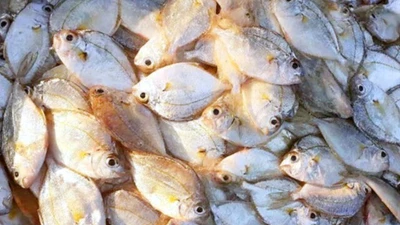 Loài cá đặc sản nghe tên kỳ cục, xưa không ai ngó ngàng nay được người thành phố ưa chuộng khắp nơi, 220.000 đồng/kg