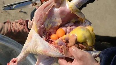 Mổ gà thấy trong bụng có một cục mỡ, nên ăn hay vứt?