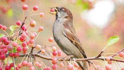 Đầu tháng 9 Âm lịch, 4 con giáp tiền tiêu rủng rỉnh