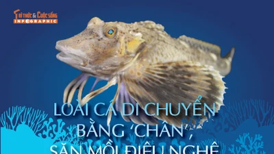 [INFOGRAPHIC]: Loài cá di chuyển bằng 'chân', săn mồi điệu nghệ