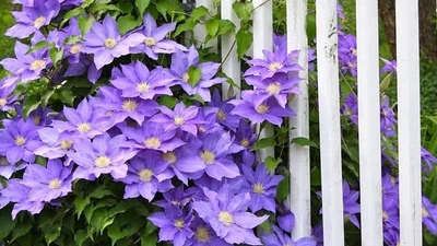 Mãn nhãn cây cảnh ngàn mặt mới rước may mắn vào nhà