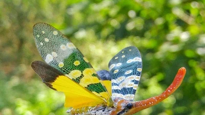 Top 10 loài động vật quái dị Trời ban hiện hữu ở Việt Nam