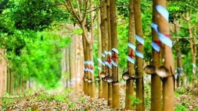 Cao su Thống Nhất lãi gần 7 tỷ đồng nhờ bán chuối