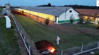 Trung Quốc cấm toàn diện nhập khẩu thịt gà từ Brazil