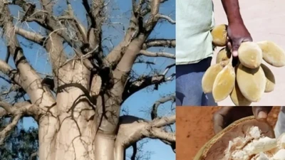 Cây “vạn năng” ở châu Phi: To ngang biệt thự, vừa “cứu đói” vừa “cứu rét”