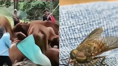 Cả làng đổ xô đi bắt ruồi, cứ 1kg thu ngay hơn 4 triệu đồng