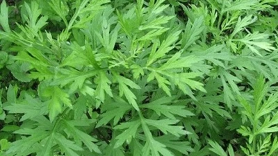 Loại cây mọc dại được mệnh danh "vua" thảo dược