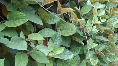 Lá mơ lông - "bảo bối" cho cơ quan tiêu hóa