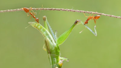 Thêm yêu và trân quý sự sống qua những tấm ảnh macro