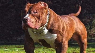 Vụ bé trai 8 tuổi bị Pitbull cắn chết ở Bình Phước: Nhiều quốc gia đã cấm nuôi
