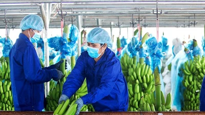 Hé lộ nội dung Đại hội bất thường của HAGL Agrico vào ngày 8/1