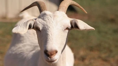 Tháng 6 Âm, 3 tuổi nhận cơ hội vàng đổi đời, tài lộc đầy nhà