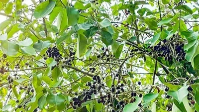 Loại quả mọc dại xưa chín rụng không ai ngó ngàng, nay thành đặc sản mùa hè giá 100.000 đồng/kg, dân thành phố ưa chuộng